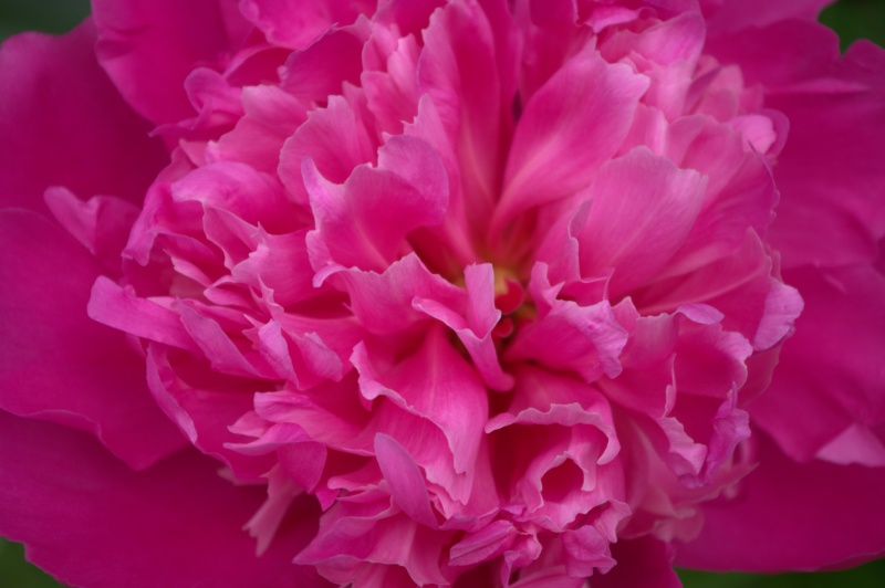 Pivoine 'Souvenir de Marguerite Lemoine'